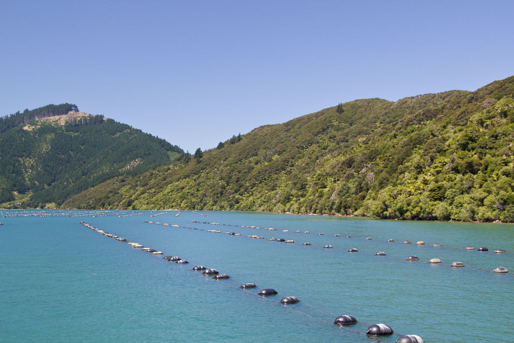 A New Zealand Green Lipped Mussel Farm near Havelock, South Island, New Zealand from Wikimedia Commons
