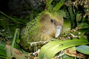 Kakapo Sirocco © NZ Department of Conservation