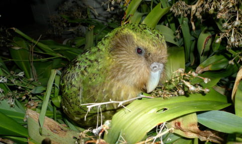 Kakapo Sirocco © NZ Department of Conservation