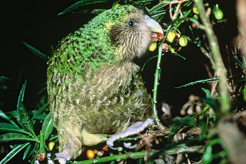 Kakapo Trevor feeding on ripe poroporo fruit © NZ Department of Conservation